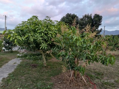 小花芒果樹-1