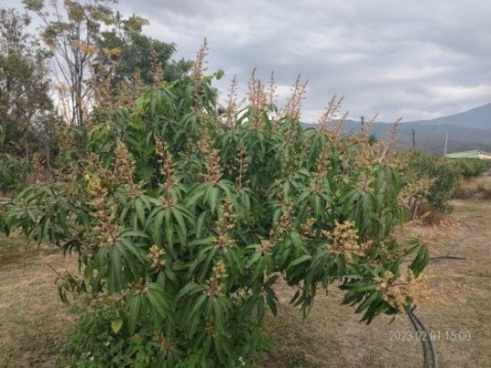小花芒果樹-2