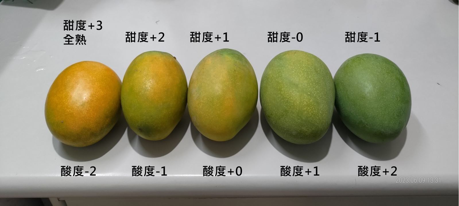 夏雪芒果-熟度與風味比較