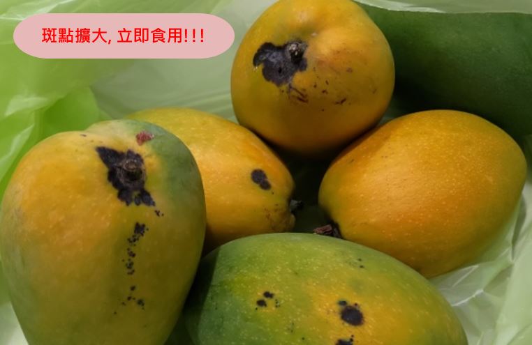 夏雪芒果-斑點